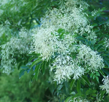 シマトネリコ