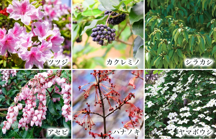 ツツジ、カクレミノ、シラカシ、アセビ、ハナノキ、ヤマボウシ